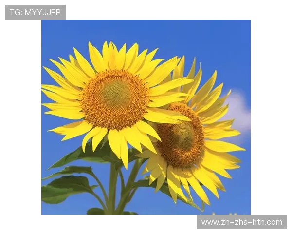 北向日葵与东京的对话:探索文化交融与城市魅力的碰撞 北向日葵与东京的对话:探索文化交融与城市魅力的碰撞